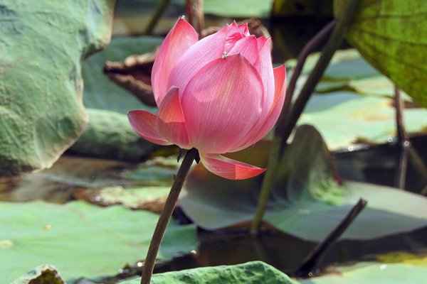 Lotusbloem in de vijver bij Cung Dien Tho, het paleis van de keizerin moeder in de citadel van Hué (Vietnam)
