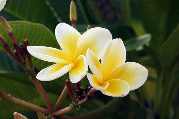 Wasachtige frangipani bloem in de citadel van Hué, Vietnam