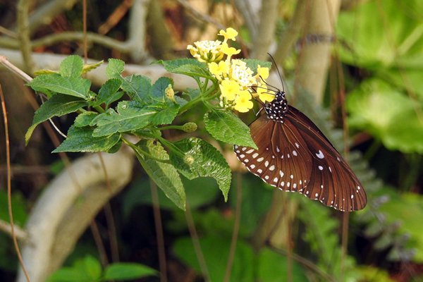 Vlinder in de tuin bij de Thien Mu pagode, Hué (Vietnam)
