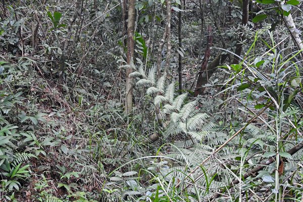 Rododendron Trail in Bach Ma park, Vietnam