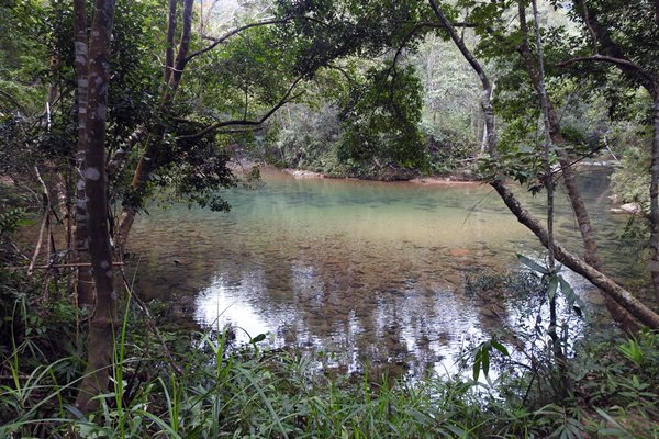 Poeltje met bomen bij de Rododendron Trail in Bach Ma park, Vietnam