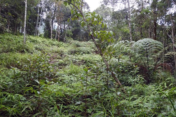 Jungle-omgeving van de Rododendron Trail in Bach Ma park, Vietnam