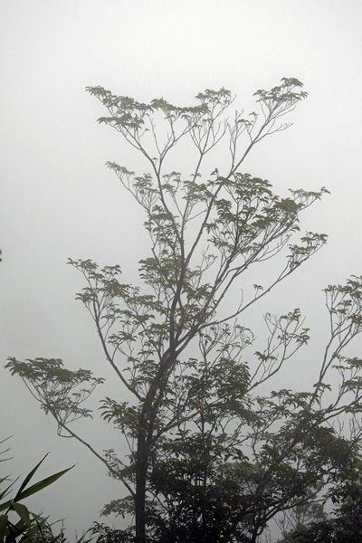 Boom in de mist in Bach Ma park, Vietnam