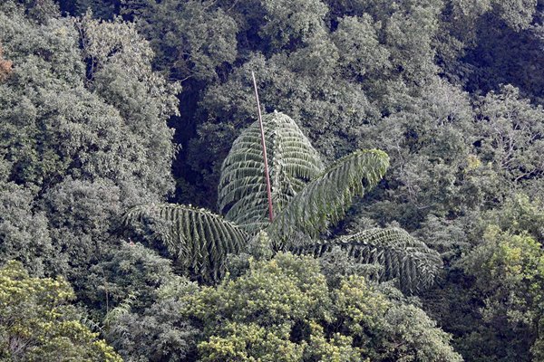 Vanaf de top van Bach Ma (Vietnam) hebben we even prachtig uitzicht op het dichte bos met boomvarens onder ons