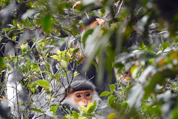 De prachtige red shanked douc ofwel de roodscheendoek in Bach Ma park, Vietnam
