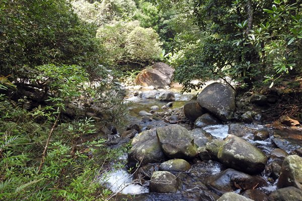 Vriendelijk stroompje bij de Pheasant Trail in Bach Ma park, Vietnam