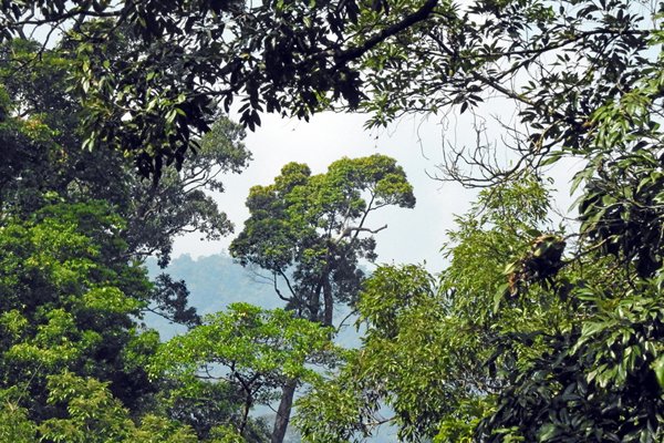 Langs de Pheasant Trail in Bach Ma park, Vietnam