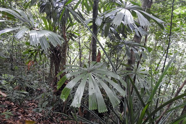 Grote bladen in Bach Ma, Vietnam