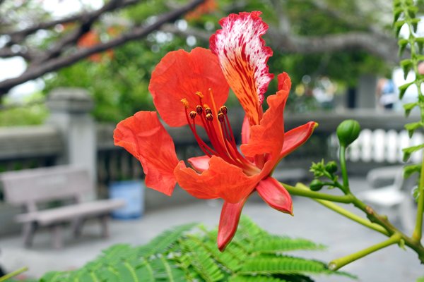 Bloem van de Delonix regia (flamboyant of flame tree) bij de Marble Mountains, Vietnam