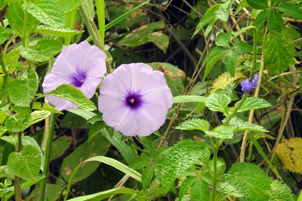 Bloemen bij Hoi An (Vietnam)