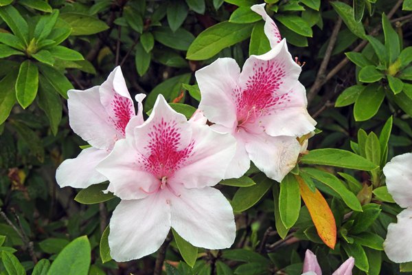 Bloemen in het stadspark van Dalat, Vietnam