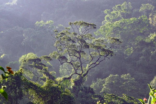 Lichte nevel in Ta Nung Valley, Vietnam