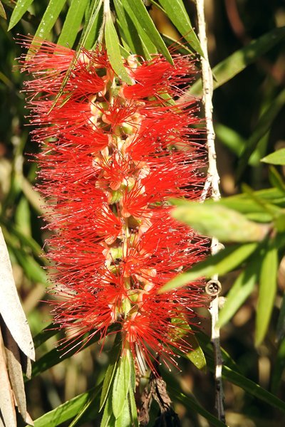 Bloemen van Callistemon citrinus (rode lampenpoetser) in Ta Nung Valley, Vietnam