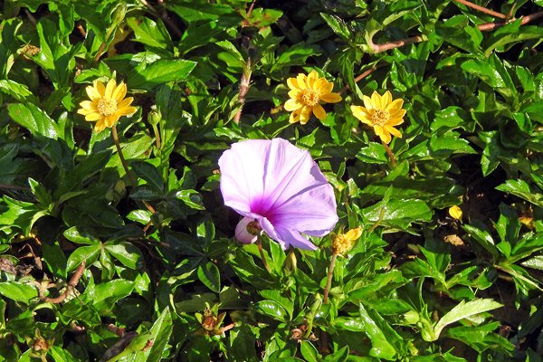 Paarse winde-achtige bloemen omgeven door gele composieten in Ta Nung Valley, Vietnam
