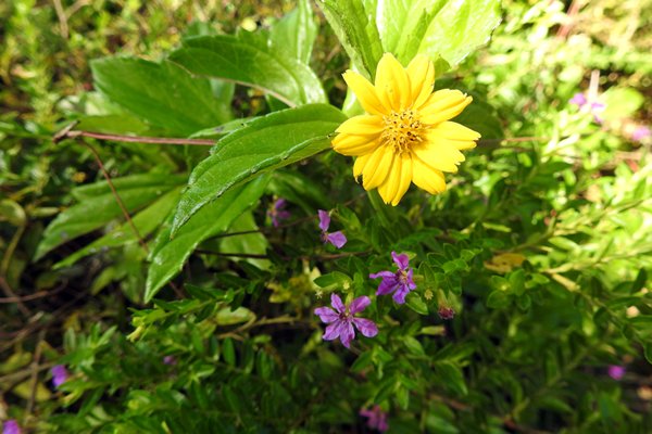 Bloemen in Ta Nung Valley, Vietnam