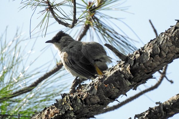 Flavescent Bulbul (geelwangbuulbuul) bij Tuyen Lam Lake (Vietnam)