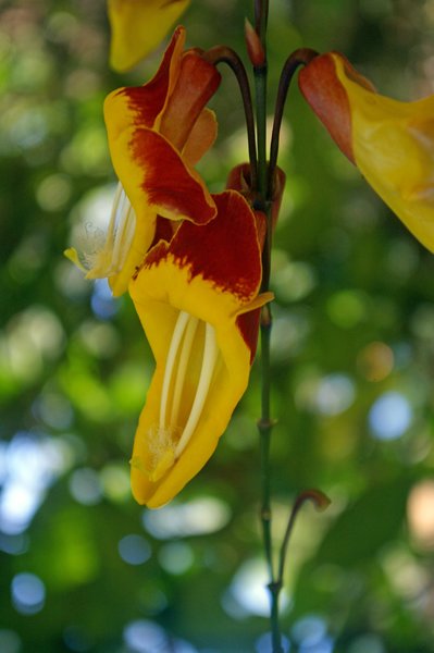 Thunbergia mysorensis (Mysore winde) bij Tuyen Lam Lake (Vietnam)