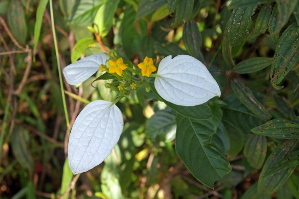 Mussaenda frondosa (wild mussaenda of dhobi tree) bij Tuyen Lam Lake (Vietnam)