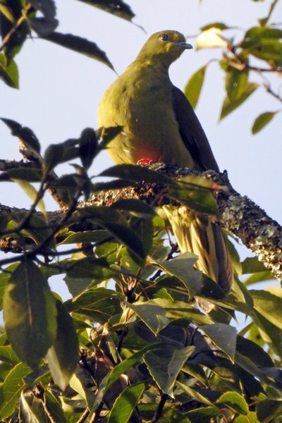 Thick-billed green pigeon (dikbekpapegaaiduif) bij Tuyen Lam Lake (Vietnam)