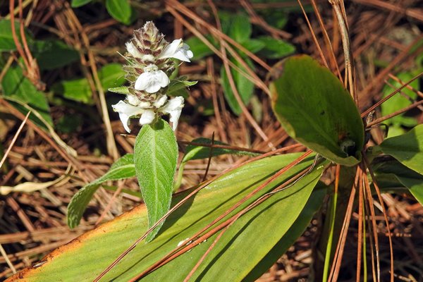 Prachtige bloem tijdens de wandeling in het Bidoup Nui Ba NP, Vietnam