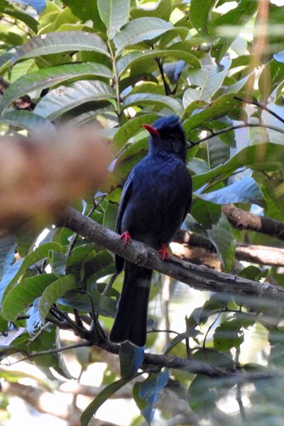 Black bulbul (Himalayaanse zwarte buulbuul), Bidoup Nui Ba NP (Vietnam)