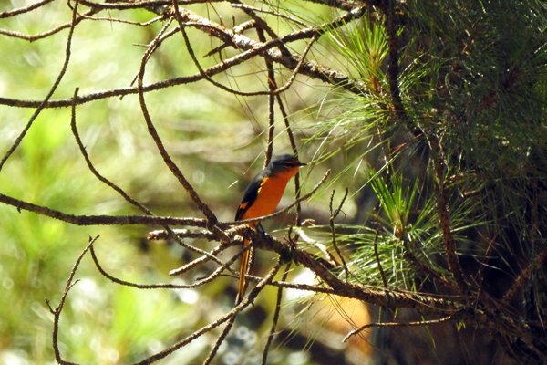 Long-tailed minivet (langstaartmenievogel) in een naaldboom in Bidoup Nui Ba NP, Vietnam