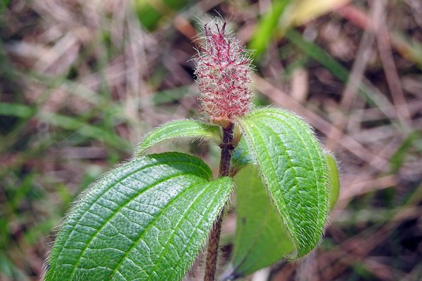 Fraaie plant in Bidoup Nui Ba NP (Vietnam)