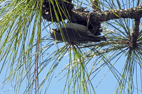 De Chestnut-vented nuthatch (kastanjebuikboomklever) ondersteboven tegen de tak geklemd in Bidoup Nui Ba NP, Vietnam