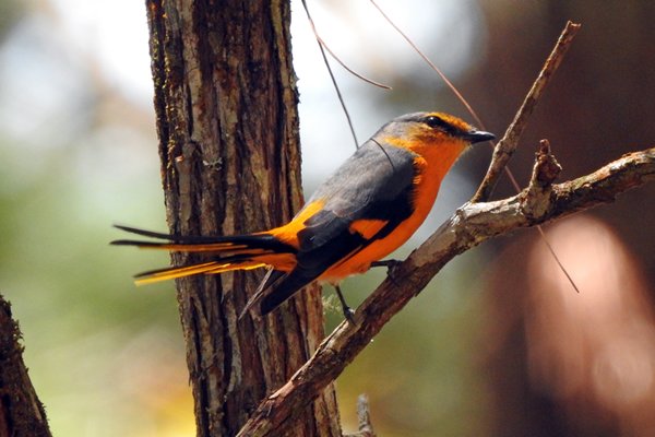 Minivet (menievogel) in Bidoup Nui Ba NP (Vietnam)