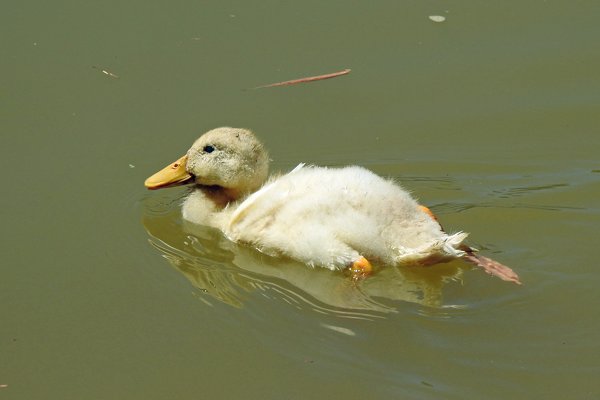 Eend in de rivier bij Cat Tien, Vietnam