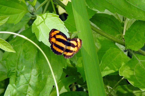 Een prachtige gestreepte vlinder in Cat Tien NP, Vietnam