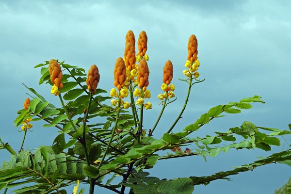 De fraai bloeiende Senna alata (candle bush), een belangrijke medicinale boom uit de familie Fabaceae (Cat Tien NP, Vietnam)