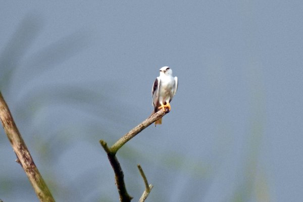 Black-shouldered Kite (Elanus caeruleus) bij Cat Tien, Vietnam