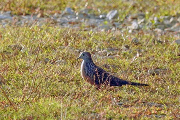 Zebra Dove (zebraduif) in Cat Tien NP, Vietnam
