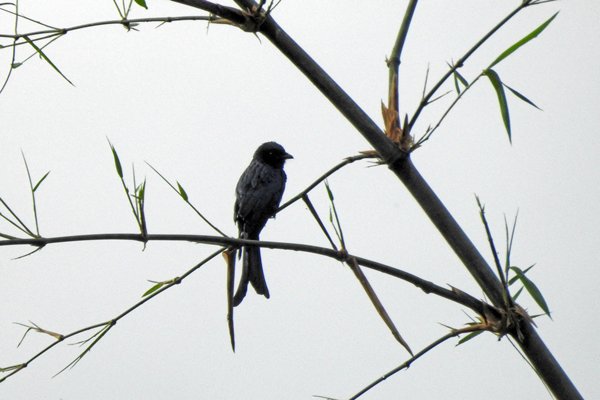 Drongo (Cat Tien NP, Vietnam)