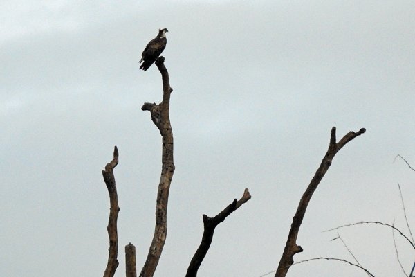 Roofvogel in Cat Tien NP, Vietnam