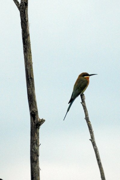 Blue-tailed Bee-eater (blauwstaartbijeneter) in Cat Tien NP