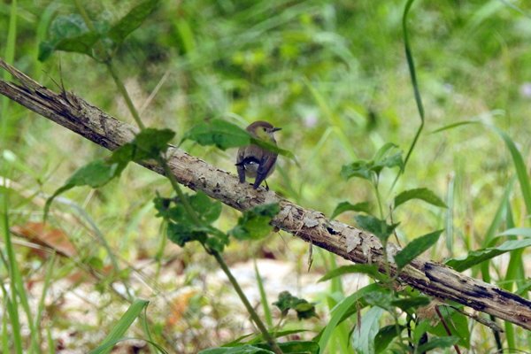 Red-throated Flycatcher (kleine vliegenvanger) in Cat Tien NP, Vietnam