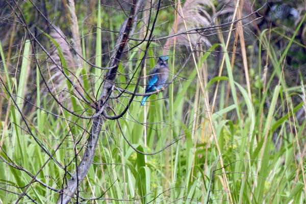 Indian Roller (Indische scharrelaar) in Cat Tien NP, Vietnam