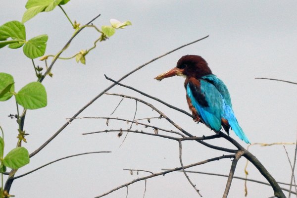 White-throated Kingfisher (smyrna-ijsvogel) in Cat Tien NP (Vietnam)