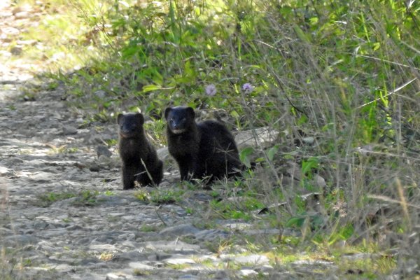 twee Javan Mongooses (Indische mangoeste) in Cat Tien NP, Vietnam