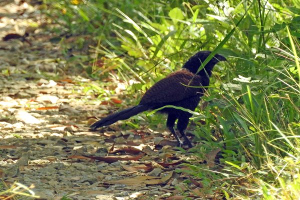 Greater Coucal (Chinese spoorkoekoek) in Cat Tien NP, Vietnam