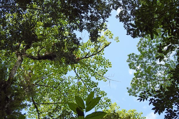 Hoge bomen in Cat Tien NP, Vietnam