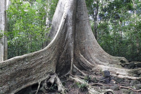Boom met flinke steunwortels in Cat Tien NP (Vietnam)