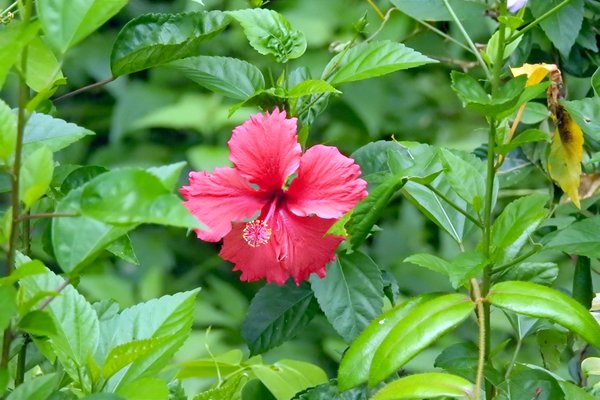 Hibiscus in Cat Tien NP, Vietnam