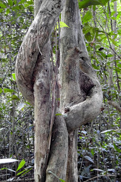 Door elkaar gegroeide takken in Cat Tien MP, Vietnam