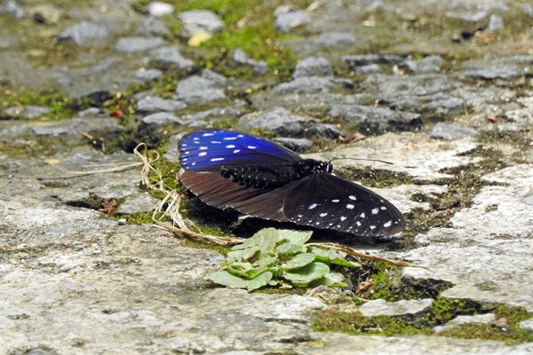 Vlinder met twee vleugels in een verschillende kleur in Cat Tien NP, Vietnam