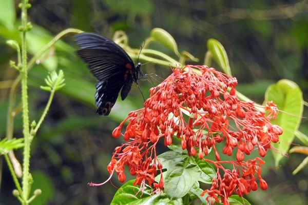 Vlinder met rode vlekken op trosje rode bloemen in Cat Tien NP (Vietnam)