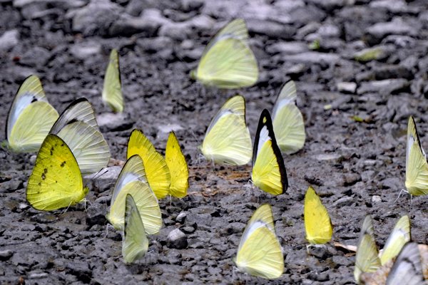 Volop vlinders in Cat Tien NP, Vietnam