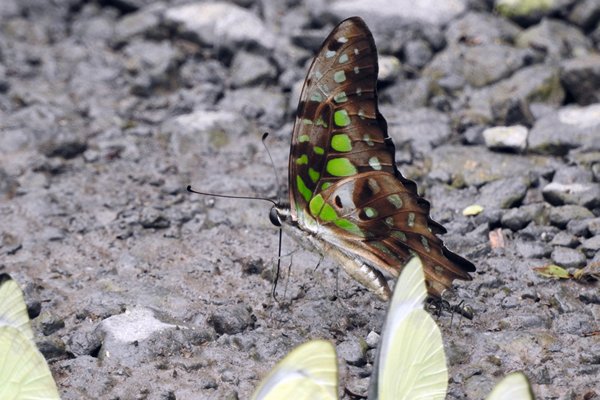 Graphium doson? in Cat Tien NP (Vietnam)
